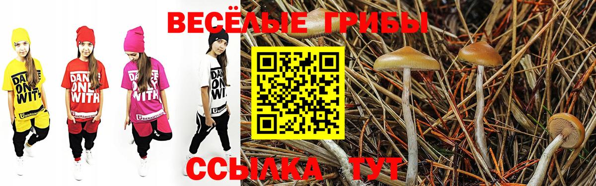 Гусиноозёрск  Галлюциногенные грибы Psilocybe  Вход с VPN 